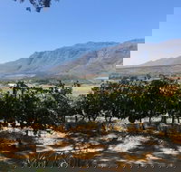 Vine Hopper Hop-On Hop-Off Wine Tour - Northern Route - Accommodation Africa