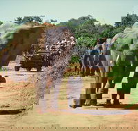 Cape Town 2Days Tour- Aquila Safari Game Reserv  Robben IslandGetaway Overnight - Accommodation Africa
