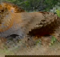 Hluhluwe Imfolozi Park Day Safari - Accommodation Africa
