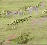 Port Elizabeth Shore Excursion Addo Elephant Full Day Safari BraaiLunchBBQ - Accommodation Africa