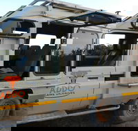 Addo Elephant 5 hour Morning Safari. - Accommodation Africa