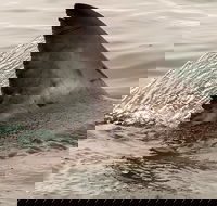 Shark Cage dive in Gansbaai see Great White sharks - Accommodation Africa