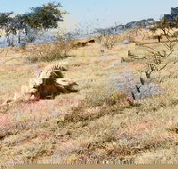 Rhino and Lion Park Half Day Safari from Johannesburg - Accommodation Africa