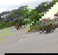 Kruger National Park 2 Days 1 Night Magical Safari from Johannesburg Private - Accommodation Africa