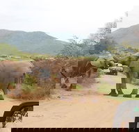 Pilanesberg Nature Reserve  Lion  Rhino Park Private - Accommodation Africa