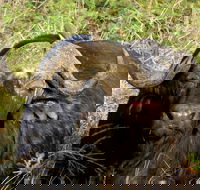 A Full Day Safari Tour to the Hluhluwe Imfolozi Big 5 Game Reserve - Accommodation Africa