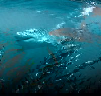 Cape Town Shark Cage Diving  Penguins Tour to Gansbaai with private transfers - Accommodation Africa