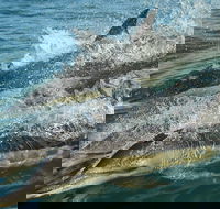 Hermanus Whale Watching Shared Boat Trip and Private Wine Tour from Cape Town - Accommodation Africa