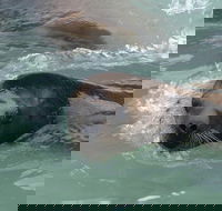 Snorkeling with Seals and Cape Peninsula Full-Day Private Tour - Accommodation Africa