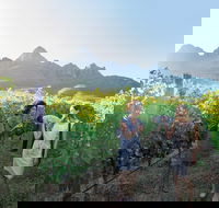 Cape Winelands Private Tour to Stellenbosch and Franschhoek - Accommodation Africa