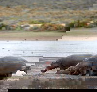African Big- 5 Safari Full Day Guided Private Transfer At Aquila From Cape Town - Accommodation Africa