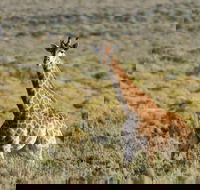 Cape Town Day Safari - Accommodation Africa