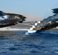 Whale Watching - Accommodation Africa