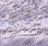 Aquila Game Drive and Safari - Accommodation Africa