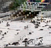 Small Group Tour Cape of Good Hope-Penguins  Table Mountain. - Accommodation Africa