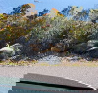 Seal Island Private tour with Penguins Cape Point  Table Mountain. - Accommodation Africa