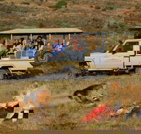 Private Tour A full day Aquila Safari the big 5 tour with Wine Tasting. - Accommodation Africa