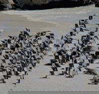 Penguin Encounter Boulders Beach Half Tour Day from Cape Town - Accommodation Africa