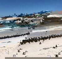 Penguins At Boulders Beach Simonstown from Cape Town - Accommodation Africa