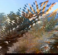 Cradle of Humankind half day tour - Accommodation Africa