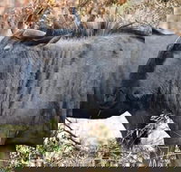 Pilanesberg Safari Open vehicle game Full Day - Accommodation Africa