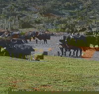 Addo Elephant National Park Private Half Day Game Drive - Accommodation Africa
