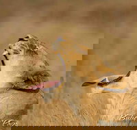 Full day Safari Kruger National Park - Accommodation Africa
