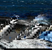 Cape of Good hope Cape Point  Penguins Private customizable Morning Tour - Accommodation Africa