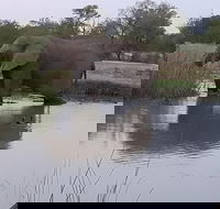 Kruger National Park Morning Game Drive from Hazyview - Accommodation Africa