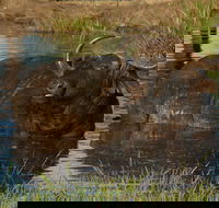Kruger National Park Full-Day Safari from Hazyview - Accommodation Africa