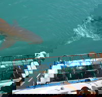 Shark Cage Diving  Viewing in False Bay - Accommodation Africa