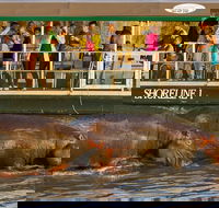 Shoreline Hippo and Crocodile Boat Cruises iSimangaliso Wetland Park - Accommodation Africa