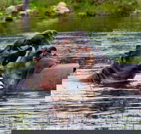Kruger National Park - Accommodation Africa