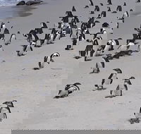 Table Mountain penguin and Cape of good hope - Accommodation Africa