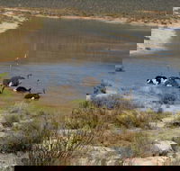 African Big 5 Full Day Safari Aquila Game Reserve From Cape Town - Accommodation Africa