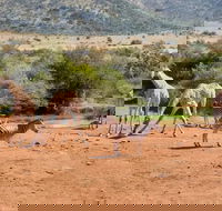 Pilanesberg and Sun City Tour - Accommodation Africa