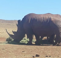 Rhino & Lion Nature Reserve - Tourism Africa