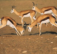 Safari Tour at Rietvlei Nature Reserve - Tourism Africa