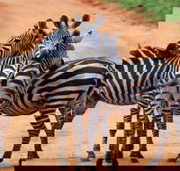 Safari Experience at Rhino  Lion Park - Accommodation Africa
