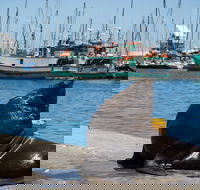 Cape Of Good Hope and Penguins Full Day Small Group Tour from Cape Town - Accommodation Africa