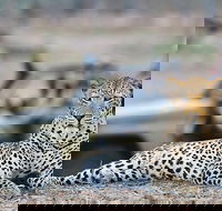 Malaria free Private Big Five Safari - 2 days - Accommodation Africa