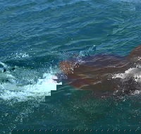 Shark Cage Diving Tour from Cape Town - Accommodation Africa