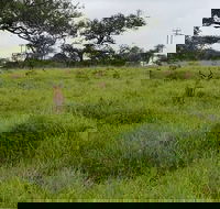 Durban Big 5 Luxury Safari at an Award Winning Game Reserve  Zeiss Binoculars - Accommodation Africa