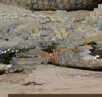 Durban Shore Excursion Valley of 1000 Hills and PheZulu Tour - Accommodation Africa