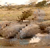 Full-Day Big 5 Game Drive in Kruger National Park - Accommodation Africa