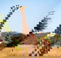 Safari Half-Day - Tour of Tala Game Reserve  Phezulu Centre from Durban - Accommodation Africa