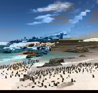 Guided Day Tour to Cape Point Penguins and Wine Tasting - Accommodation Africa