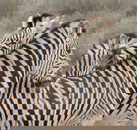 Wildlife Safari Olive Beer and Wine Tasting Day Tour from Cape Town - Accommodation Africa
