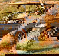 Pilanesberg Game Reserve 6 Hour Sunrise Safari from Johannesburg or Pretoria - Accommodation Africa
