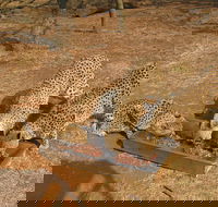 Ann Van Dyk Cheetah Centre Tour from Johannesburg or Pretoria - Accommodation Africa